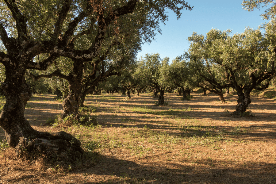 Desbroce y limpieza de fincas Desbroce y limpieza de fincas